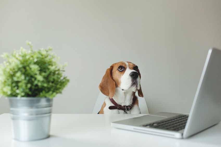 What You Need to Know About Having A PetFriendly Office